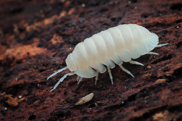 White laevis 
