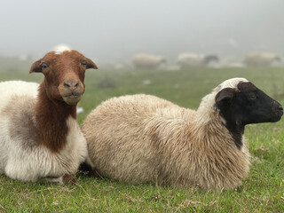 Sheep resting