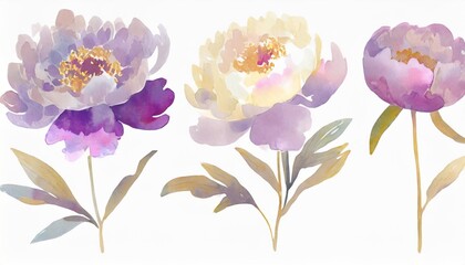 set of watercolor sweet violet peonies illustration element cut out isolated on white background file artwork graphic design