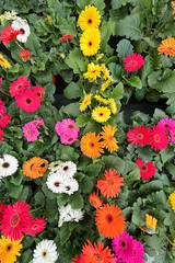 fiori colorati di gerbera con foglie, colorful gerbera flower with leaves - 767141330