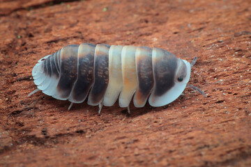 Cubaris Sp 