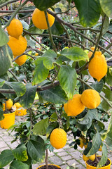 pianta di limoni, lemon plant  - 767141394