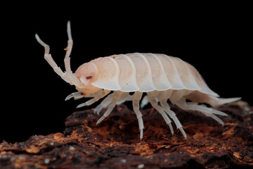 Porcellionides pruinosus ‘Red Koi’ closeup on bark, Red koi isopod closeup, Isopod...