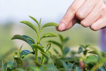 Farmer picks tea leaves in tea plantation