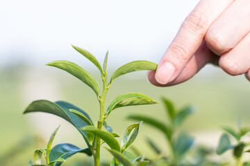Farmer picks tea leaves in tea plantation