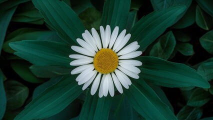 Chamomile flower with unique background, large green leaves - obrazy, fototapety, plakaty