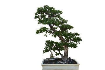 Buttonwood Bonsai Tree Shaped Trimmed and Sculpted