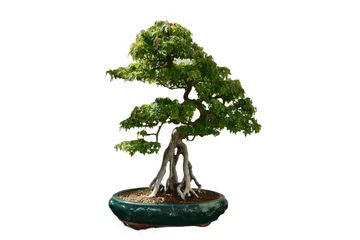 Fotobehang Sculpted Buttonwood Bonsai Tree Artistically Trimmed © dejavudesigns