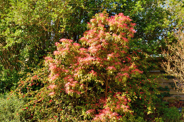 Joli Pieris Japonica en Bretagne - France