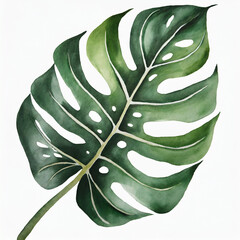Watercolor illustration of beautiful green monstera leaf on white background. Hand drawn art.