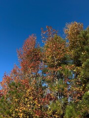 autumn trees in the park