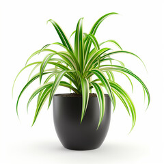 Fototapeta na wymiar Spider Plant in a Black pot on white background