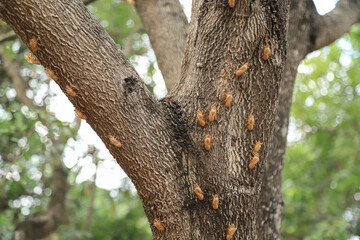 Cicada  crust on tree in organic farm