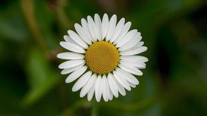 Fototapeta premium Closeup chamomile isolated on white background, ox eye daisy