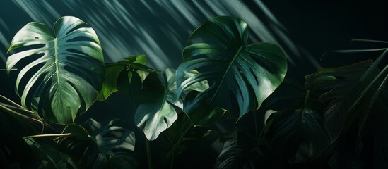 A closeup of a terrestrial plant with lush leaves illuminated by electric blue light in the dark,...