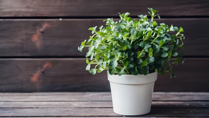 Closeup of chlorophytum in white flowerpot, on wooden backdrop