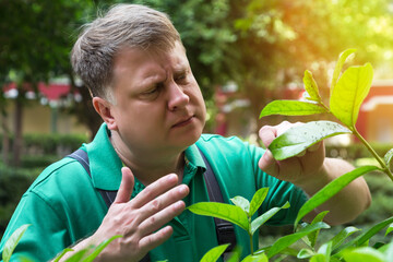 A man gardener discovered insect pests on the leaves of a plant.