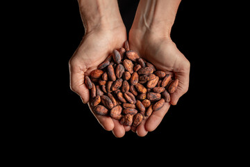 Fèves de cacao dans les mains d'un homme - 767153595