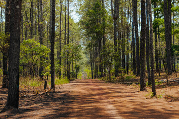 road and green forest in summer