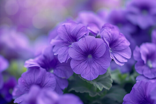 A bunch of purple flowers with a blurry background