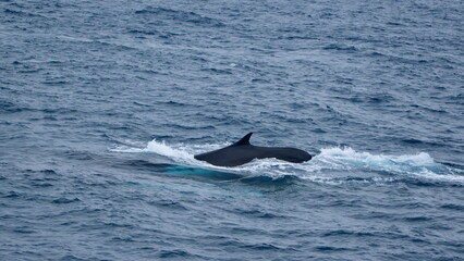 Fototapeta premium Dorsal fin of a fin whale (Balaenoptera physalus) off the coast of Elephant Island, Antarctica