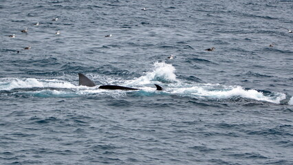 Fin whales (Balaenoptera physalus) feeding on the surface, off the coast of Elephant Island, Antarctica