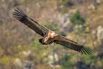 Eurasian griffon vulture (Gyps fulvus) in flight. Majesti large bird of prey in the family...
