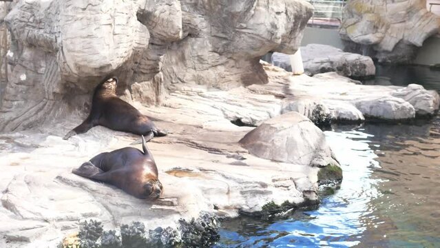 Cute fur seals bask in the sun