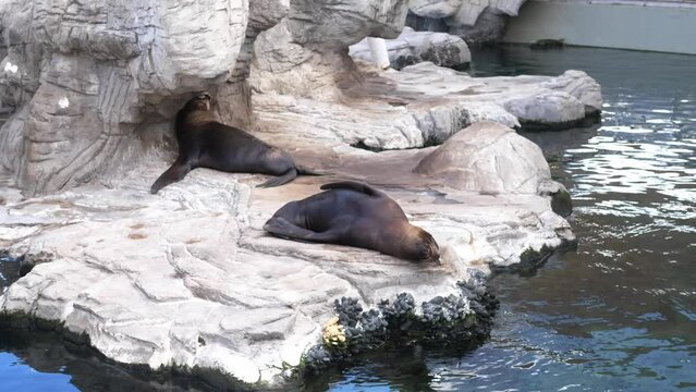 Cute fur seals bask in the sun