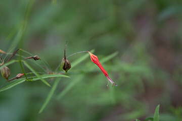 macro, naturaleza, verde