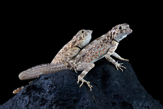 Scorpion Tailed Gecko "Pristurus carteri", Scorpion tail gecko closeup on branch, Scorpion tail gecko closeup on isolated background