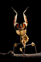 Idolomantis diabolica with self defense position on branch with black background, Idolo mantis closeup