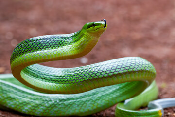 Head of Gonyosoma snake, Green gonyosoma snake looking around 