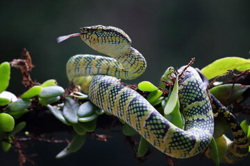 Tropidolaemus wagleri snake closeup on branch, Viper snake,  Beautiful color wagleri snake...