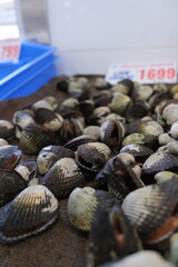 clams in a market