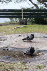 Pigeons bathing in puddle of water