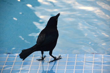 Looking Down at a Grackle Over Water