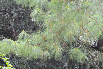 Soft green Buthan Pine or Pinus Wallichiana (Pinaceae) in spring. Selective focus