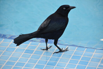 Common Grackle Standing By a Pool in the Summer