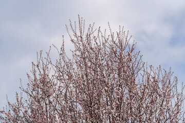 A serene tree in full bloom under a clear blue sky, symbolizing springs renewal and the beauty of nature. Perfect for themes of growth and new beginnings