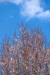 A serene tree in full bloom under a clear blue sky, symbolizing springs renewal and the beauty of nature. Perfect for themes of growth and new beginnings