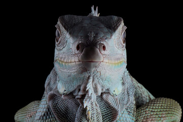 Green Iguana closeup head on black background, Head of green iguana front view on black background  © kuritafsheen