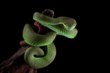Trimeresurus Insularis closeup on branch, Indonesian viper snake closeup