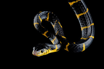 Boiga snake dendrophila yellow ringed on isolated background, Boiga dendrophila closeup, animal...