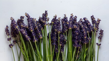 Display Fresh lavender flowers on white background, banner copy space