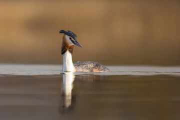 Great Crested Grebe, water bird