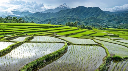 Gordijnen Rice field terrace on mountain hills, beautiful terraced asian rice fields landscape hd © OpticalDesign