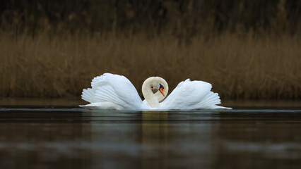 The mute swan (Cygnus olor), Two white swans court females in the spring © Petr Leczo