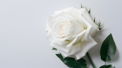 Fototapeta premium Elegant white rose against pristine white background exudes purity
