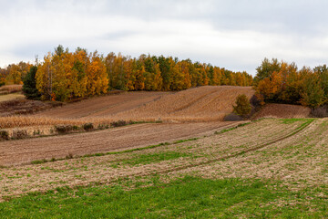 Fototapeta na wymiar Beautiful autumn landscape in the countryside.